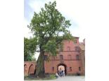 frombork-tajemnice-wzgorza-katedralnego